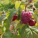 Raspberries