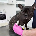 Treatment of animals