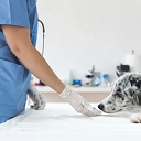 Veterinary medicines