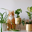 Tips and care – to keep your cat healthy and happy