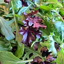 Delicacies from the garden