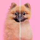 Before and after – professional care at 4 Love Paws.