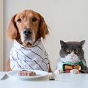 Delicious and balanced treats for your four-legged friend