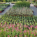 plant nursery