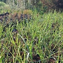 cereal plants