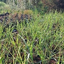grass seedlings