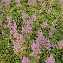 декоративные кустарники