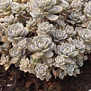 ornamental plant cultivation