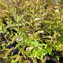 ornamental plant cultivation