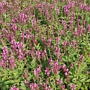 seedling cultivation