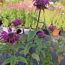 perennial flower plants