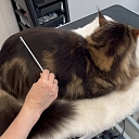 Cat hairdressing salon