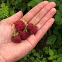 Natural raspberries