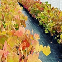 Grape seedlings grown in Latvia