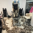 Dog hairdresser's