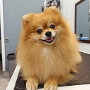 Hairdressing of breeds of dogs