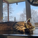 diagnostic examinations