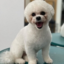 Dog preparation for exhibitions