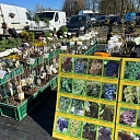 Grape seedlings grown in Latvia