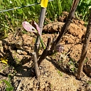 
grape plant growing