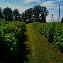 Raspberry farm