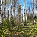 Обхозяйствование леса