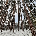 Cirsmu stigošana
