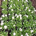 summer flower plants