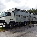 Экспорт крупного рогатого скота, транспорт