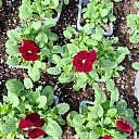 summer flower plants