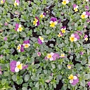 summer flower plants