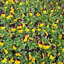 summer flower plants