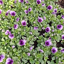 summer flower plants