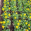 summer flower plants