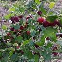 Ravija nursery