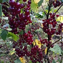 Cherry seedlings