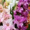 Gladiolus in different colors