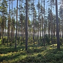 Лесоразработка