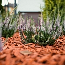 Mulch for the garden