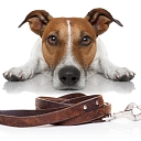 FLEIT dog collars made in Latvia