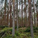Logging in Vidzeme