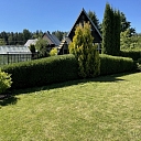 Hedge trimming