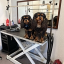 Dog grooming salon Sarkandaugava