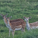 Zoo dzīvnieki