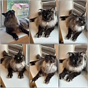 Уход за кошками и груминг