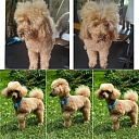 Poodle grooming before and after