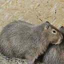 Capybara