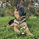 Groomed German Shepherd after grooming