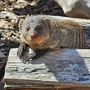 Kazdangas Zoo