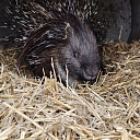 Porcupines